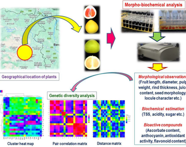 Pomelo, Physico-chemical characters, Bioactive compounds, Correlation and cluster analysis