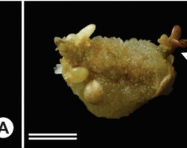 Long-term conservation, Cryopreservation, Genetic resources, Ecdysone, Brazilian-ginseng