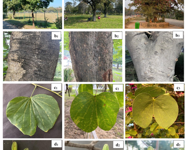 Angiosperm, Fabaceae, Identification, Kachnar, Ornamental
