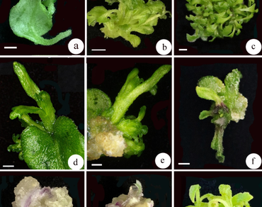 Shoot proliferation coefficient (SPC), Hyperhydricity, Adventitious shoot induction, Leaf explants, Transplantation