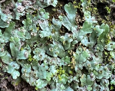n                     Marchantia paleacean                  , Bioactive compounds, Bisbibenzyls, Palmitic acid β-monoglyceride, GC-MS, LC-MS