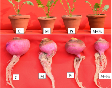 Disease management, Bacterium, Nanoparticles, Nematode, Turnip