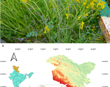 Biodiversity, Conservation, Flora, Grass, Nanda Devi biosphere reserve, New record