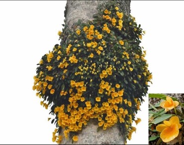 n                     Dendrobium jenkinsiin                  , Phytochemicals, Methanolic extract, GC–MS analysis, Medicinal orchid