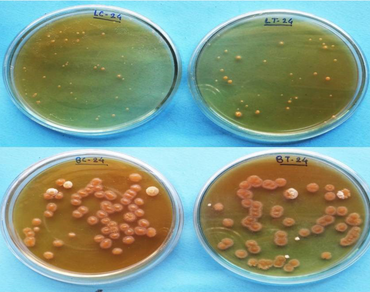 Monascus, Extracellular pigment, Lactic acid bacteria, Stability, Non-toxic