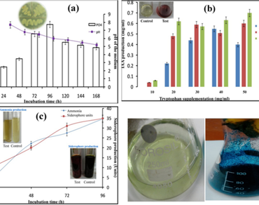 n                     Amaranthus viridisn                  , n                     Bacillus wiedmannin                     SAB10n                  , Plant growth promoting rhizobacteria, Root colonization, Secondary metabolites