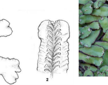 Bryophytes, Characterization, Methanolic extracts, n                     Plagiochasma appendiculatumn                  , n                     Plagiomnium cuspidatumn                  , Secondary Metabolites