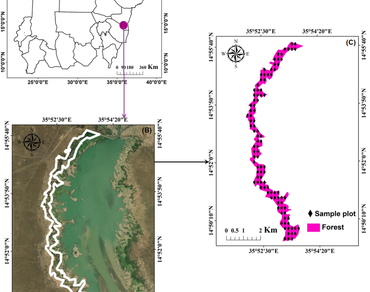 n                     Acacia nilotican                  , Forest dynamics, Riverine forests, Anthropogenic pressures, Sustainable management