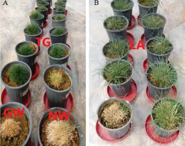 Accession, Isopentenyl adenosine, IPT expression, Lolium, Photochemical efficiency, RD29A promoter