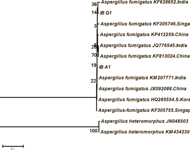 n                     Aspergillus fumigatus LC592224, Endoglucanase activity, Β-glucosidase activity, Exoglucanase activity, thermo-tolerant, ITS gene