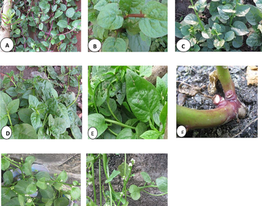 Anti-nutritional, n                     Basellan                  , Fair sources, Nutritive, Proximate