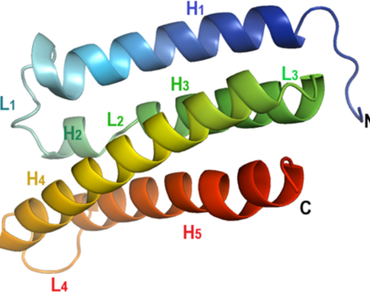 In silico docking, n                     Cocculus hirsutus trypsin inhibitor, Trypsin, Protein interaction, Molecular dynamic stimulation