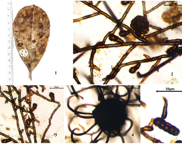Black mildews, n                     Irenopsisn                  , n                     Meliolan                  , Ratnagiri, Taxonomy