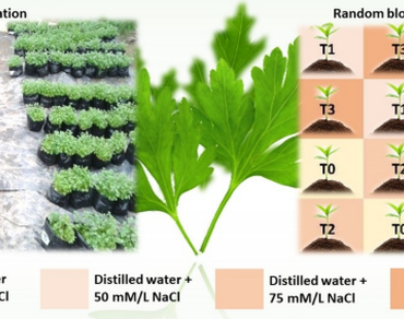 Antimicrobial activity, Insecticidal activity, n                     Coriandrum sativum extracts, Salinity stress, Molecular docking analysis