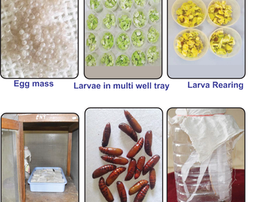 FAW, Maize phenological stages, Neonates, Artificial infestation and yield loss