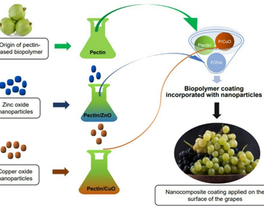 Nanocomposite coating, Biopolymer, Pectin, Grapes, Shelf life, Sustainable packaging