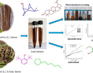 Phytochemistry, n                     Dryopteris cristata (L.) A. Gray, Flavonoids, n                     Imperata cylindrica (L.), Polyphenols
