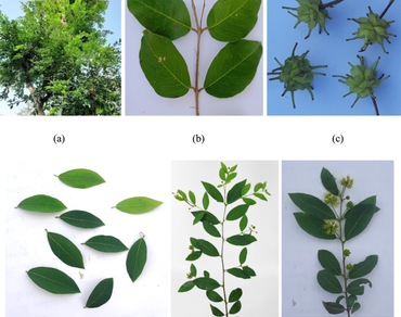 A comparative account of chemical compounds in Terminalia anogeissiana Gere & Boatwr. and Terminalia pendula (Edgew.) Gere & Boatwr.