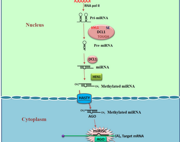Soybean microRNAs: an overview and their role in drought stress responses 
