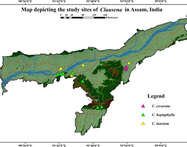 Assam, n                     Clausenan                  , Foliar, Palynology, Stomata, Taxonomy