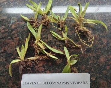 n                     Belosynapsis viviparan                  , GC–MS, Microscopy, Proximate analysis, SEM