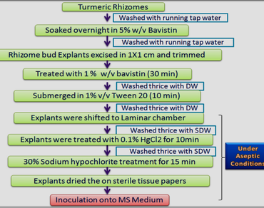 Curcumin, HPLC, In vitro regeneration, ISSR, PGR, SCoT