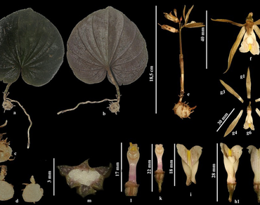 n                     Nervilia plicata (Andr.) Schltr., Morpho-anatomical characteristics, Phytochemicals, Antioxidant, Anti-hyperglycemia