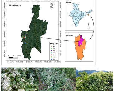 Effects of three invasive alien plant species on soil attributes at different disturbance gradients in Aizawl, Mizoram, North East India