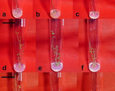 Field growth, Flow cytometry, Hardening, n                     Meta-topolin, Molecular markers, Multiple shoots