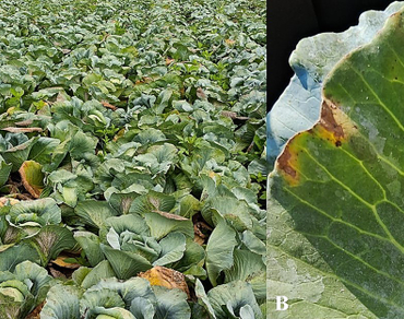 Black rot, n                     Xanthomonas campestris pv. campestrisn                  , Pathogenicity, Endophytic bacteria, Inhibitory effect