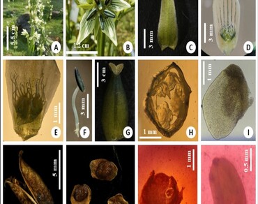 n                     Swertian                  , Life history traits, Plasticity, Environmental stresses, Management, Conservation