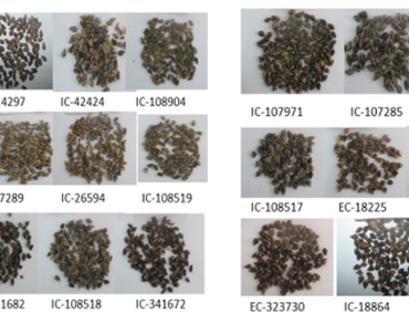 Antioxidant, Buckwheat, Phenolic, Flavonoid, n                     Fagopyrum esculentumn                  , n                     F. tataricumn