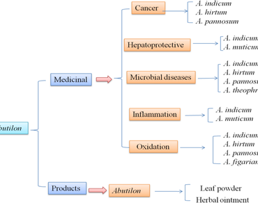 n                     Abutilonn                  , Phytochemistry, Traditional uses, Pharmacological activities