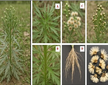 Fleabane, Allelochemicals, Eco-friendly weed management, Weedicide, Pharmacological activity, Medicinal properties