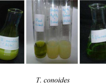 Halimeda macroloba, Turbinaria conoides, Spyridia filamentosa, LC-MS characterization, n                     S. aureusn                  , n                     S. typhin