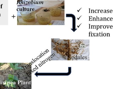 Fixation, Leguminous, Nitrogen and nodules