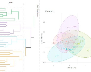 Cluster analysis, Principal component analysis, Potato, Yield, Yield related traits