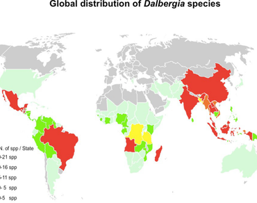 Diversity, Ecology, Endophytic fungi, Legumes, Systematics