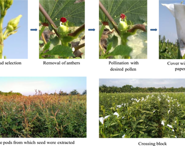 Okra, Combining ability, Gene action, Environment effect, GGE biplot