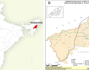 Ethnomedicinal, Nagaland, Traditional knowledge, Lamiaceae, Respiratory disorders