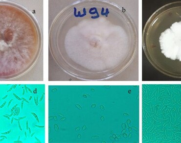 Biochemical test, Capsicum annum, n                     Fusarium oxysporumn                  , n                     Rhizoctonia solanin                  , n                     Ralstonia solanacearumn                  , Wilt complex