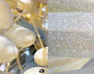 IPM, n                     Parlatoria Blanchardin                  , Control, Date palm