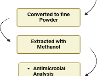 Antibacterial, Phytochemicals, Antioxidant, n                     Dendrobiumn                  , LC-MS
