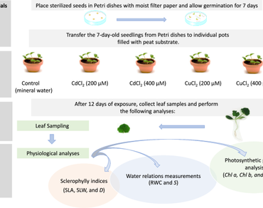 Cadmium, Copper, Phytotoxicity, Morpho-physiological responses, Seedlings, Courgette