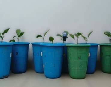 Chicken feather, Compost, n                     Solanum melongenan                  , n                     Bacillus cereusn