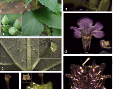 n                     Verbena lappulacean                  , New entity, West Bengal, Indian subcontinent