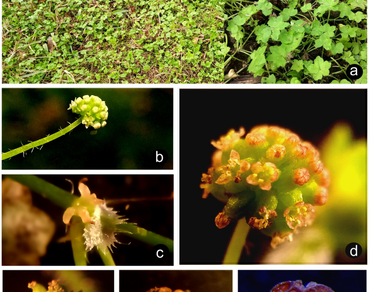 Apiaceae, Dorsal ribs, n                     Hydrocotyle bowlesioidesn                  , Naturalized