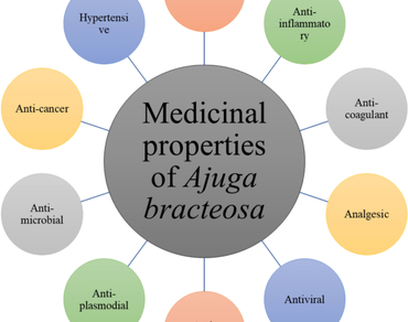n                     Ajuga bracteosan                  , Secondary metabolites, Medicinal properties,, Plant tissue culture, Nanoparticles