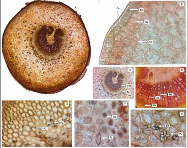 Petiole, Anatomy, n                     Glochidionn                  , Taxonomy, Phyllanthaceae
