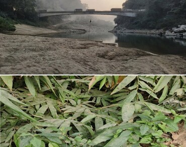 Awn, Lectotype, Meghalaya, Mericarp, Rhomboid